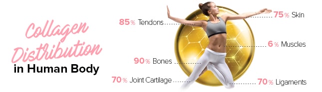 collagen img 2